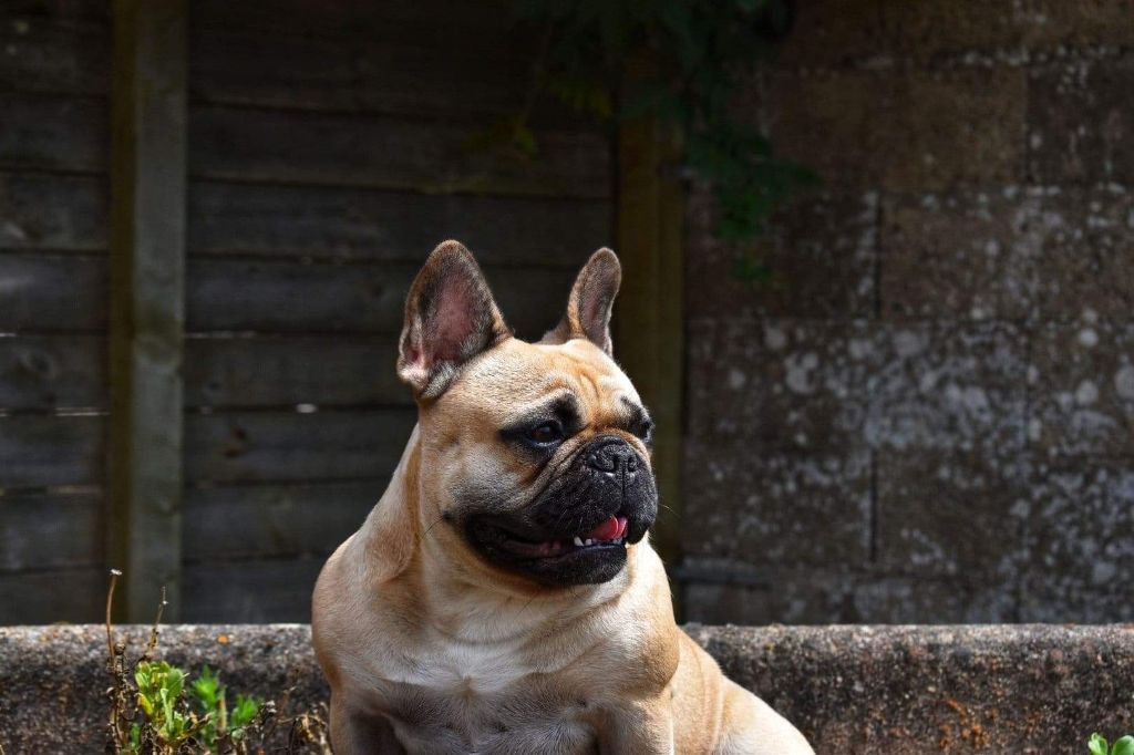 Les Bouledogue français de l'affixe De La Cité Des Animaux