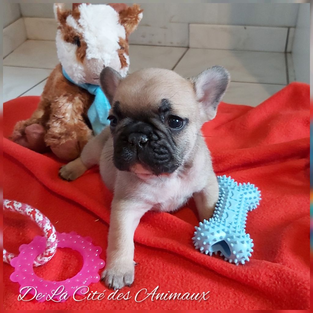 De La Cité Des Animaux - Chiot disponible  - Bouledogue français