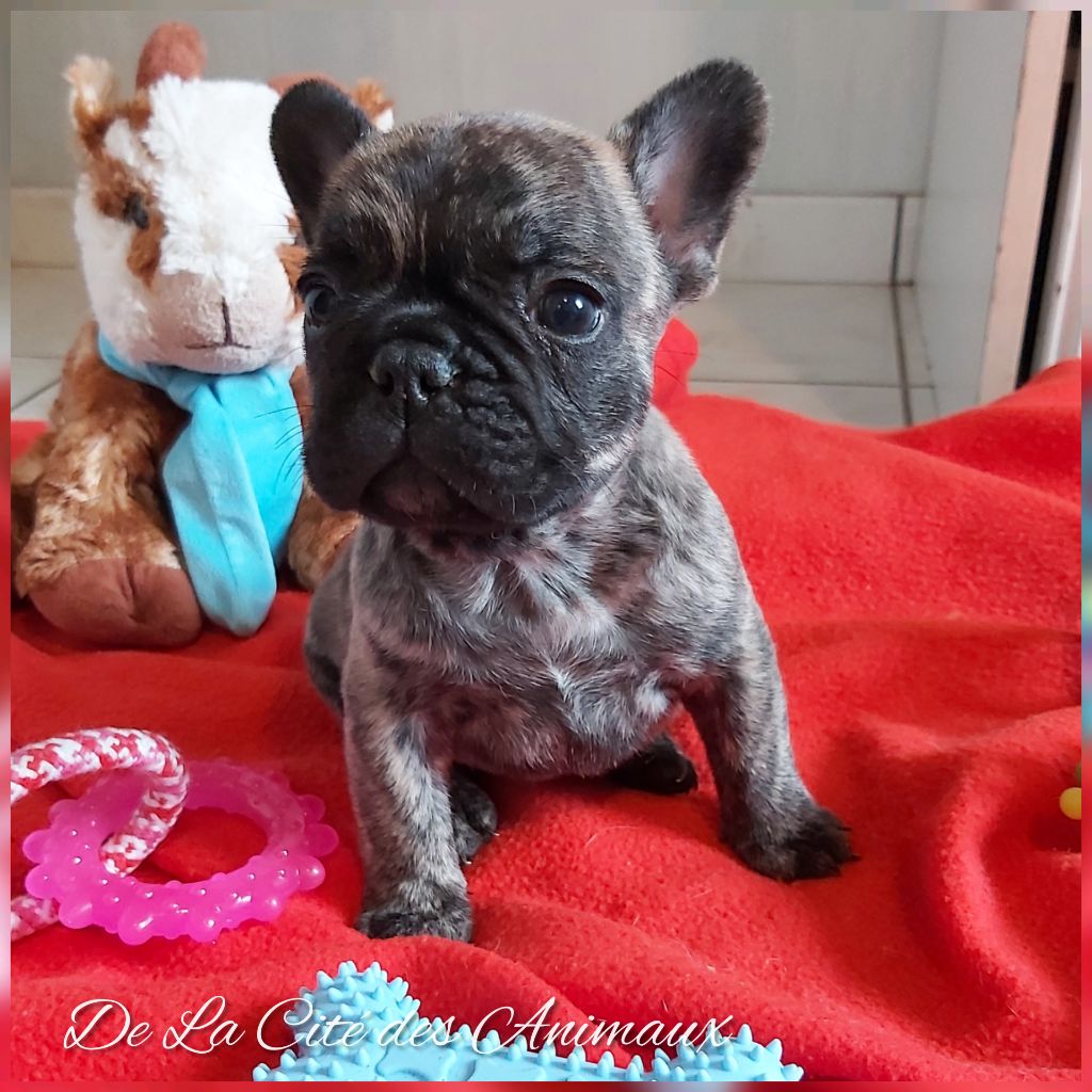 De La Cité Des Animaux - Chiot disponible  - Bouledogue français