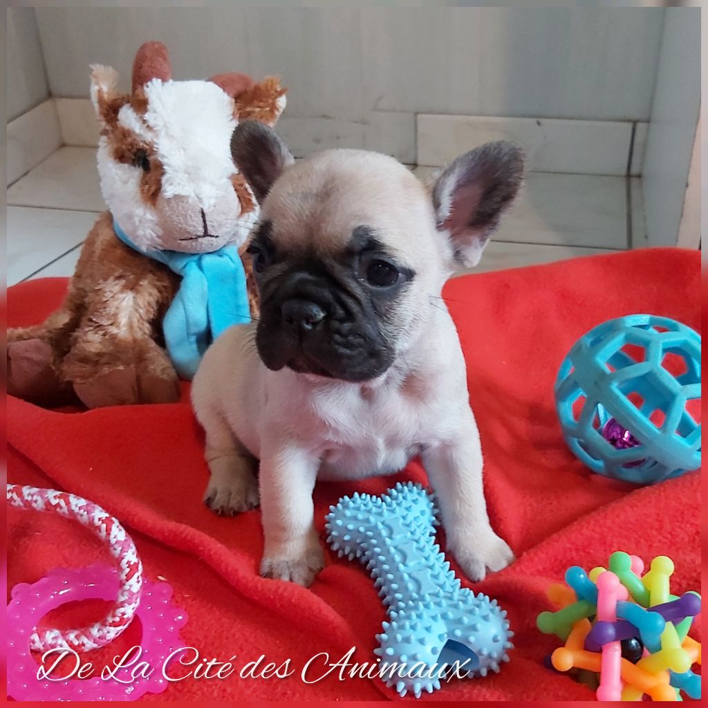 De La Cité Des Animaux - Chiot disponible  - Bouledogue français