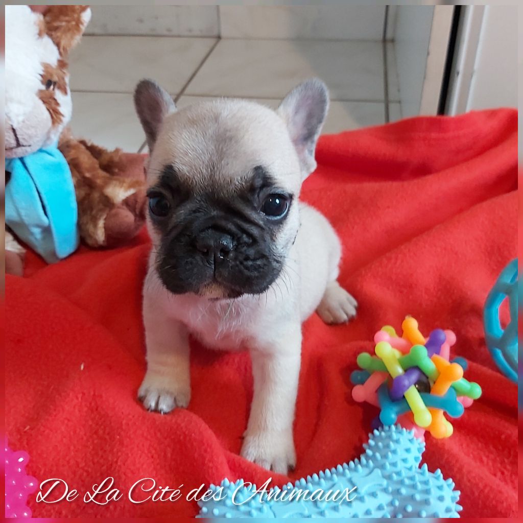 De La Cité Des Animaux - Chiot disponible  - Bouledogue français