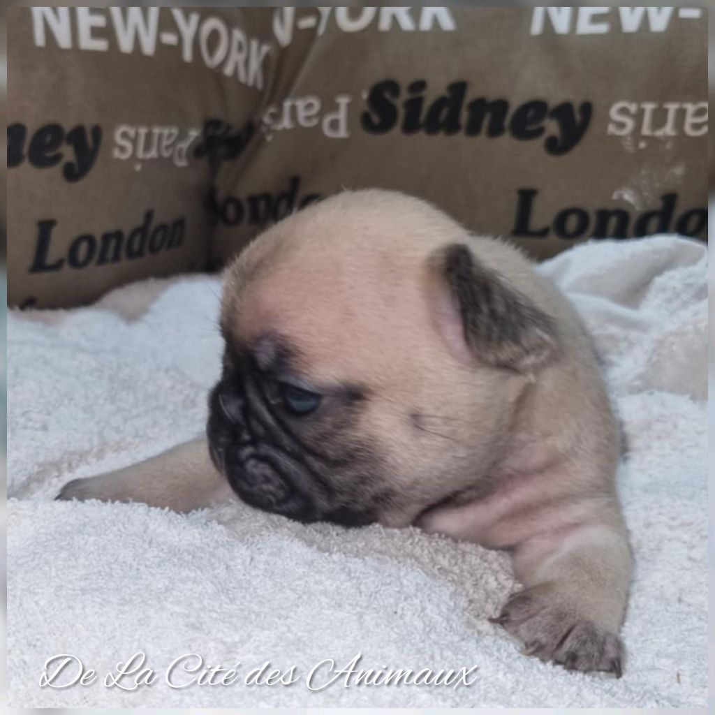 De La Cité Des Animaux - Chiot disponible  - Bouledogue français