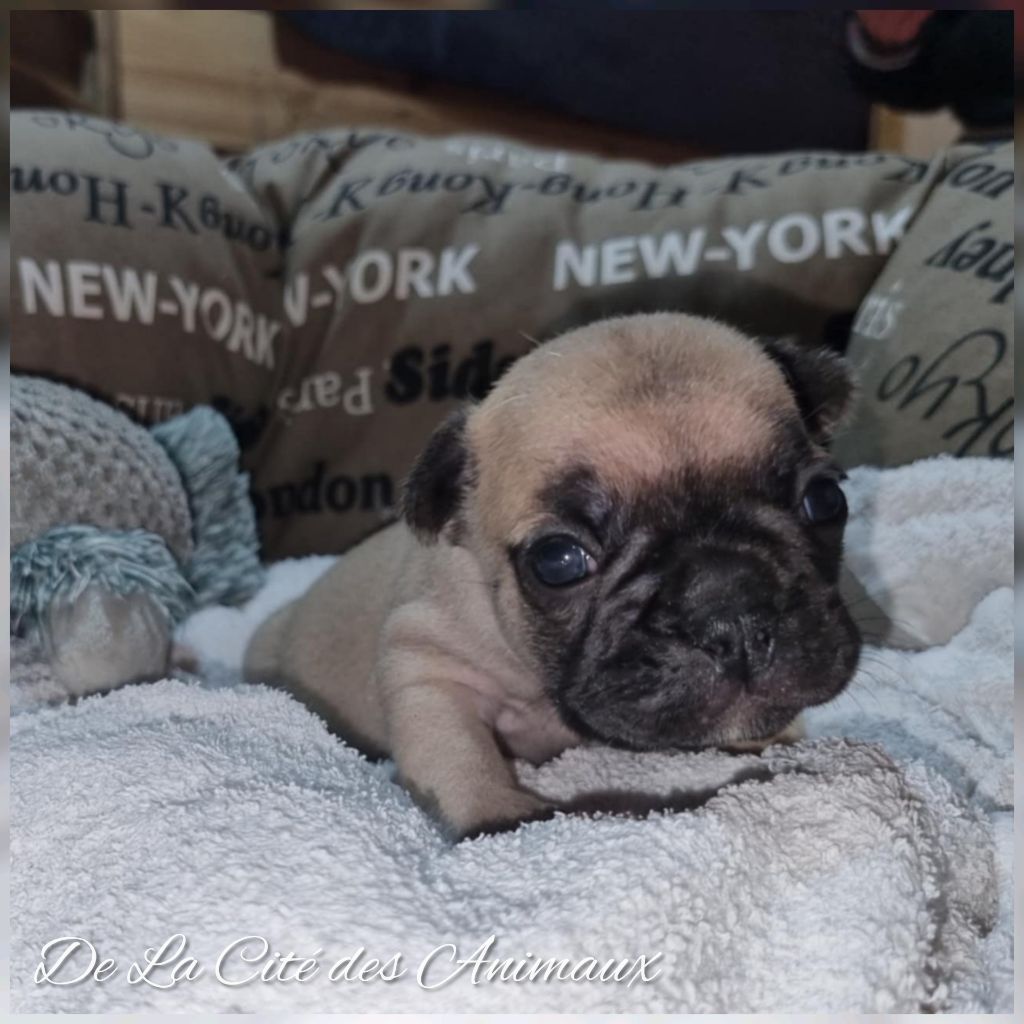 De La Cité Des Animaux - Chiot disponible  - Bouledogue français