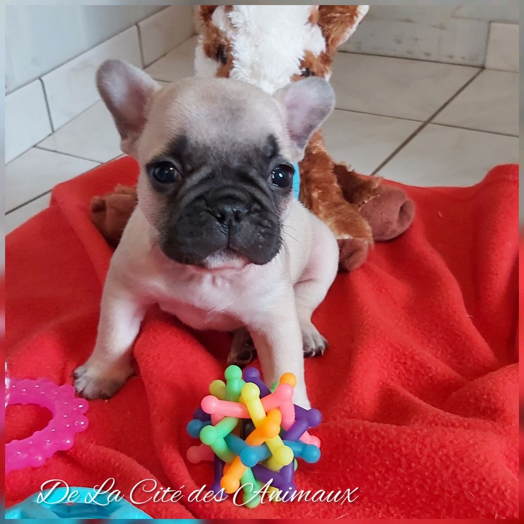 De La Cité Des Animaux - Chiot disponible  - Bouledogue français