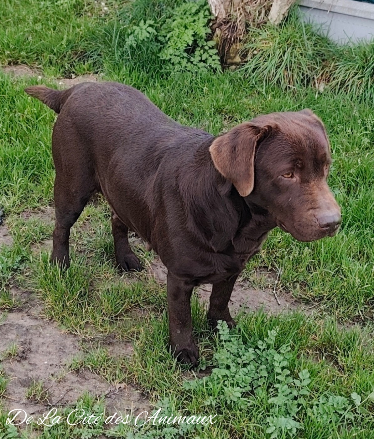 Shayen De La Cité Des Animaux