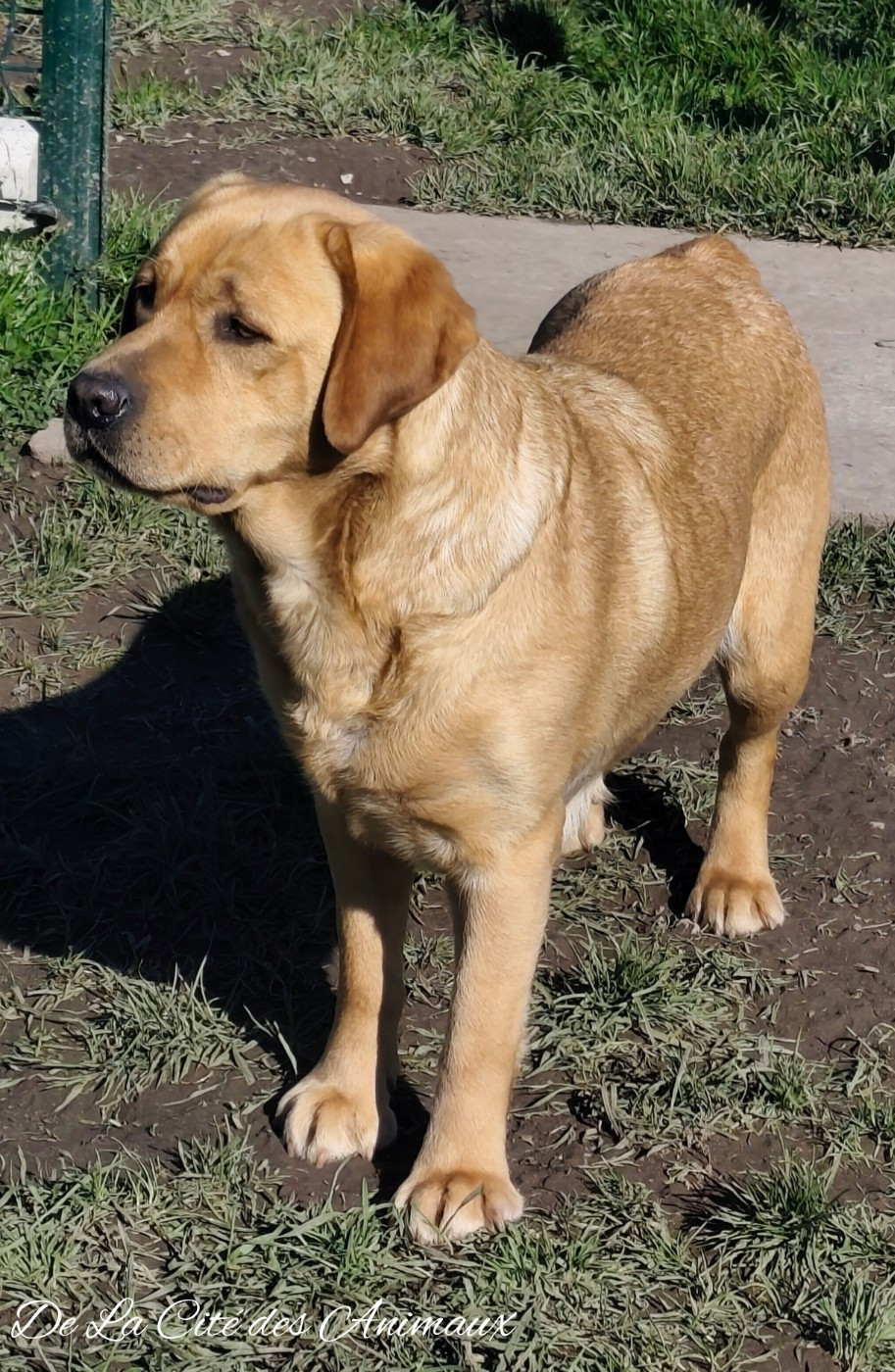 Uline du Haras des Ifs