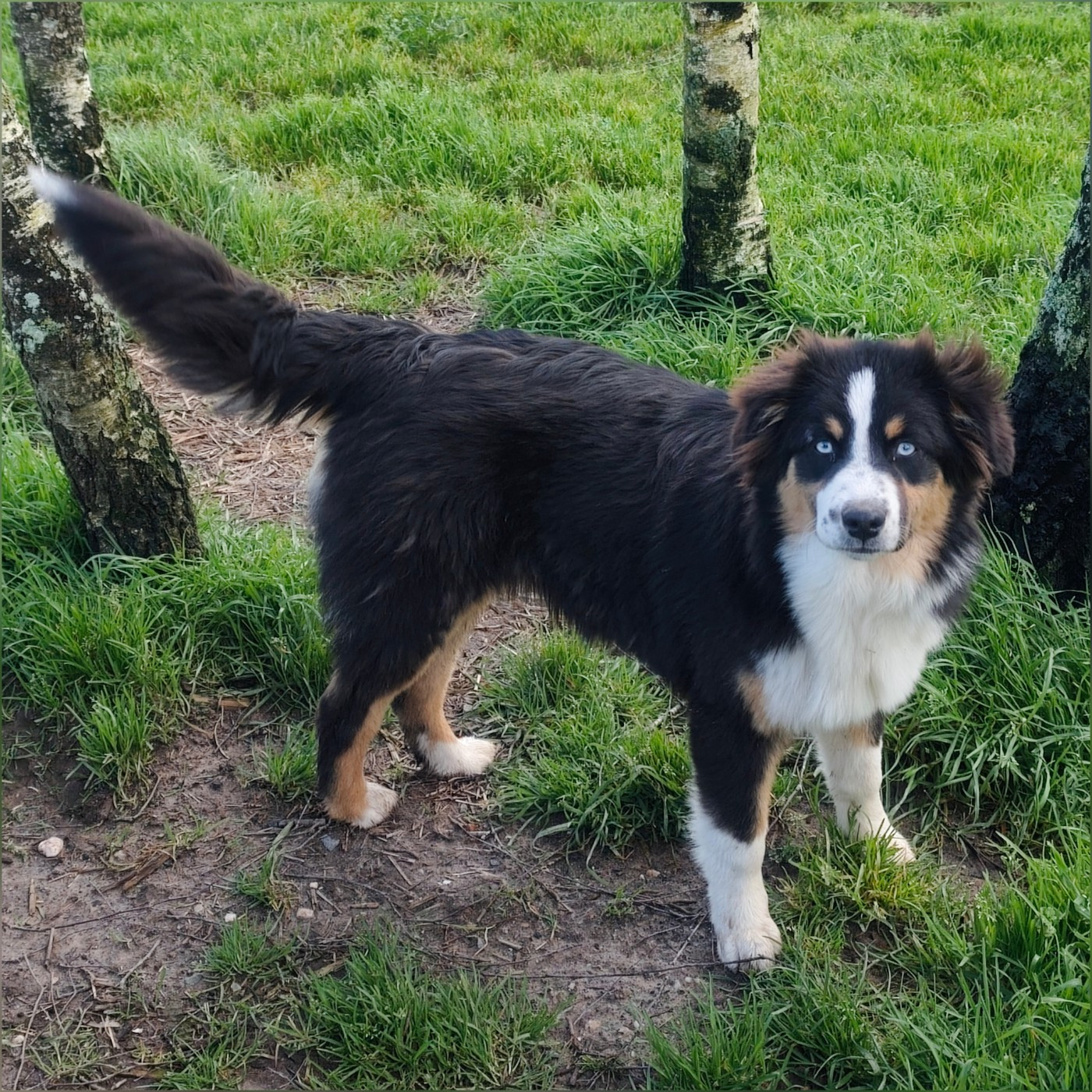 Altesse fluffy De La Cité Des Animaux