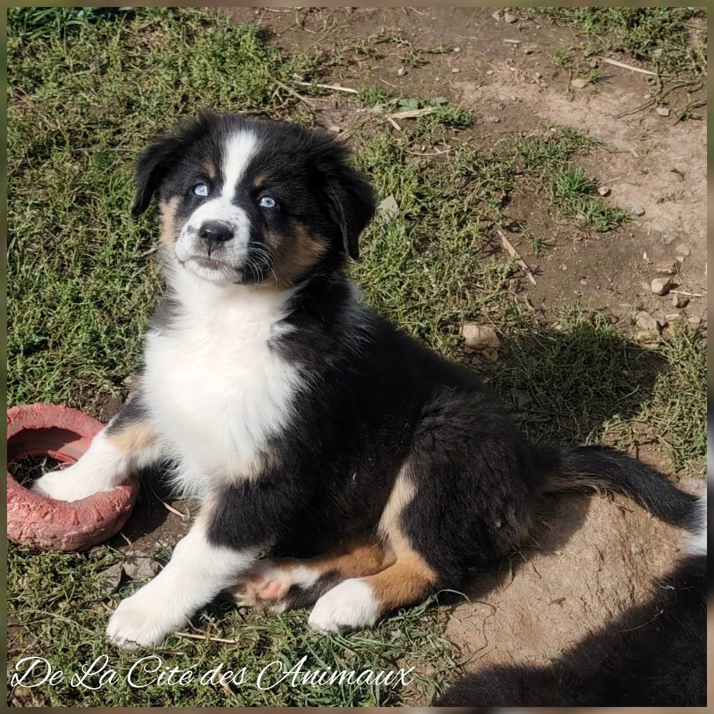 Altesse fluffy De La Cité Des Animaux