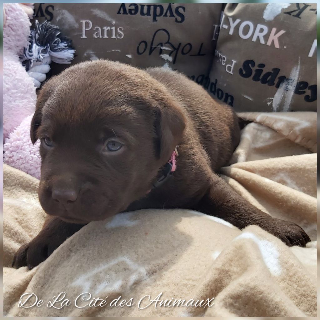 De La Cité Des Animaux - Chiots disponibles - Labrador Retriever