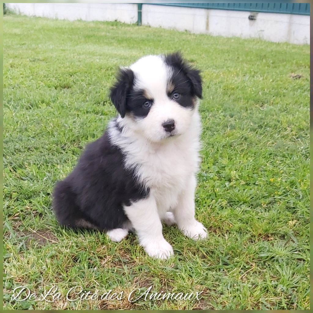 De La Cité Des Animaux - Chiots disponibles - Berger Australien