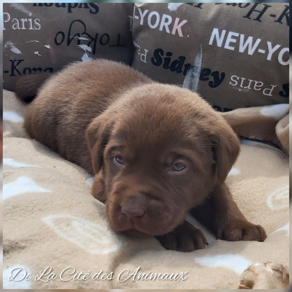 De La Cité Des Animaux - Chiots disponibles - Labrador Retriever