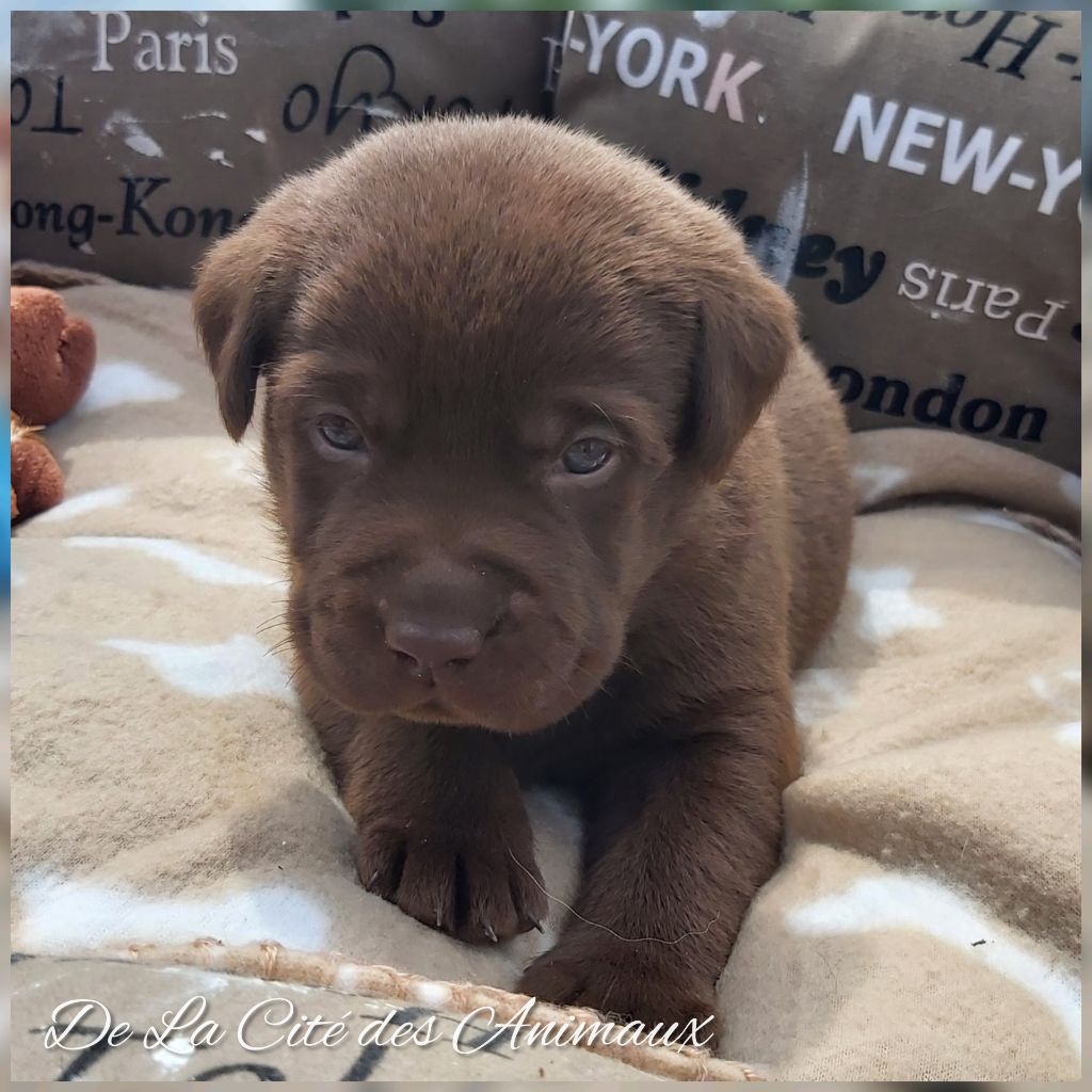 De La Cité Des Animaux - Chiots disponibles - Labrador Retriever