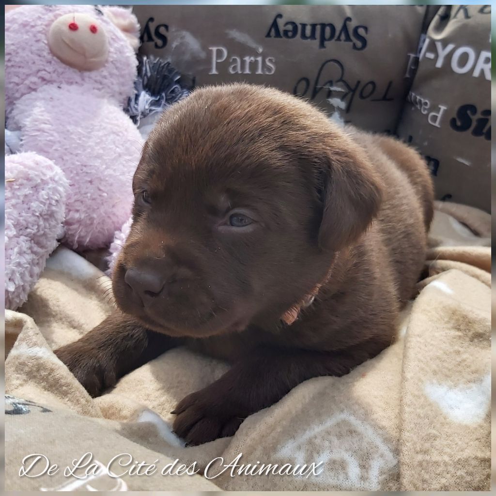 De La Cité Des Animaux - Chiots disponibles - Labrador Retriever