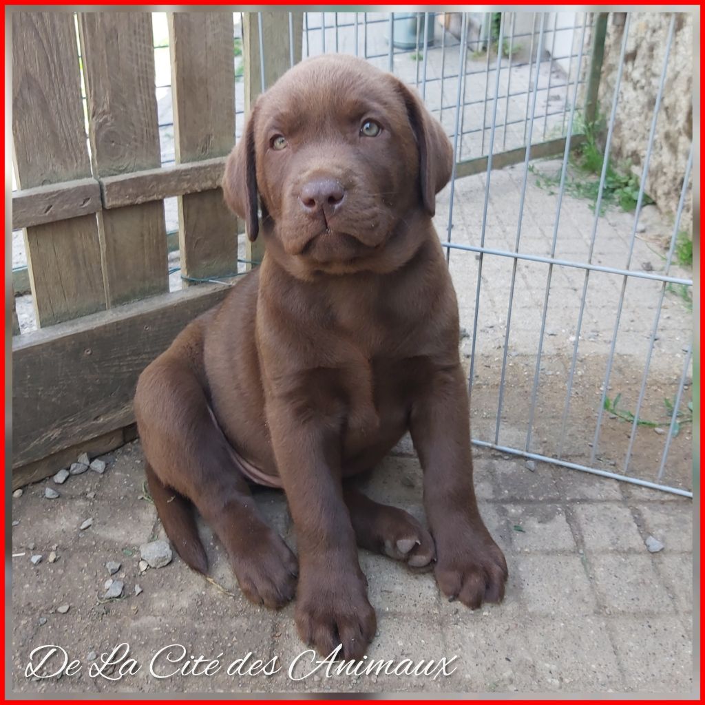 De La Cité Des Animaux - Chiots disponibles - Labrador Retriever
