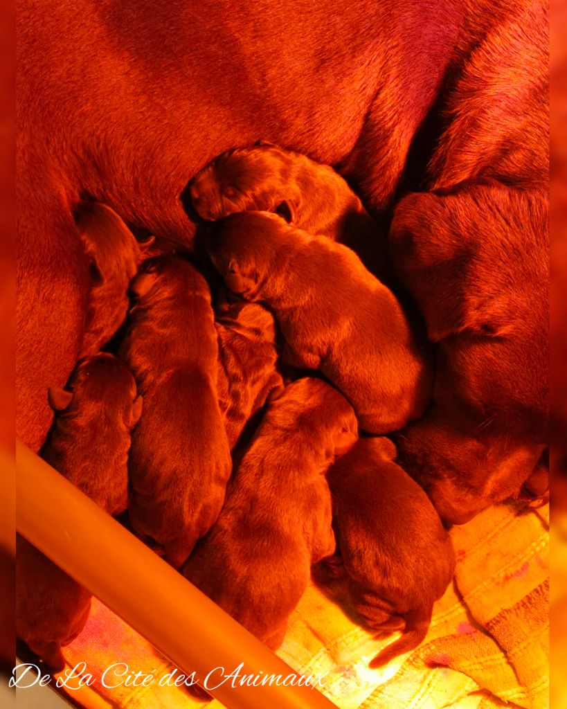 Chiot Labrador Retriever De La Cité Des Animaux