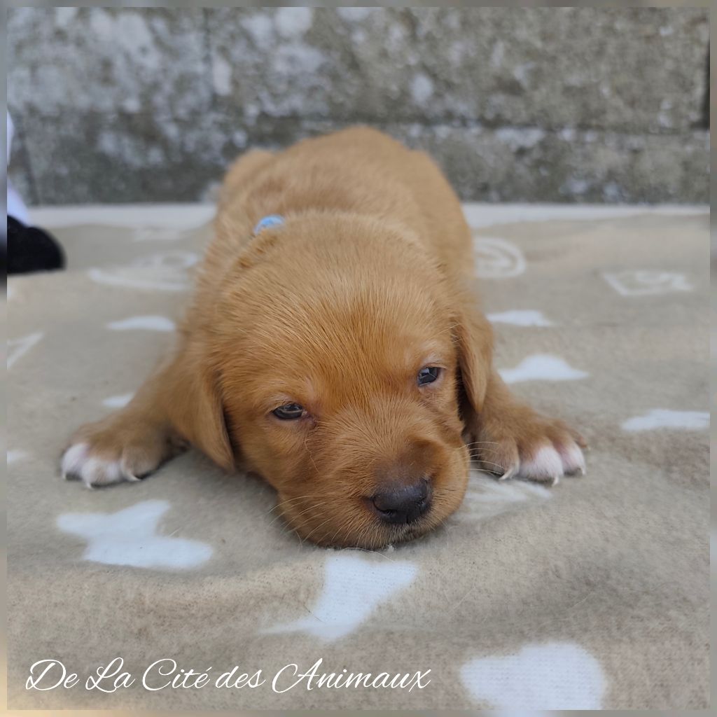 De La Cité Des Animaux - Chiots disponibles - Labrador Retriever