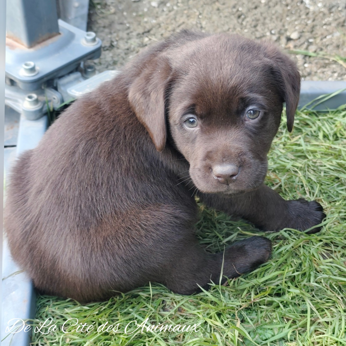 De La Cité Des Animaux - Chiots disponibles - Labrador Retriever