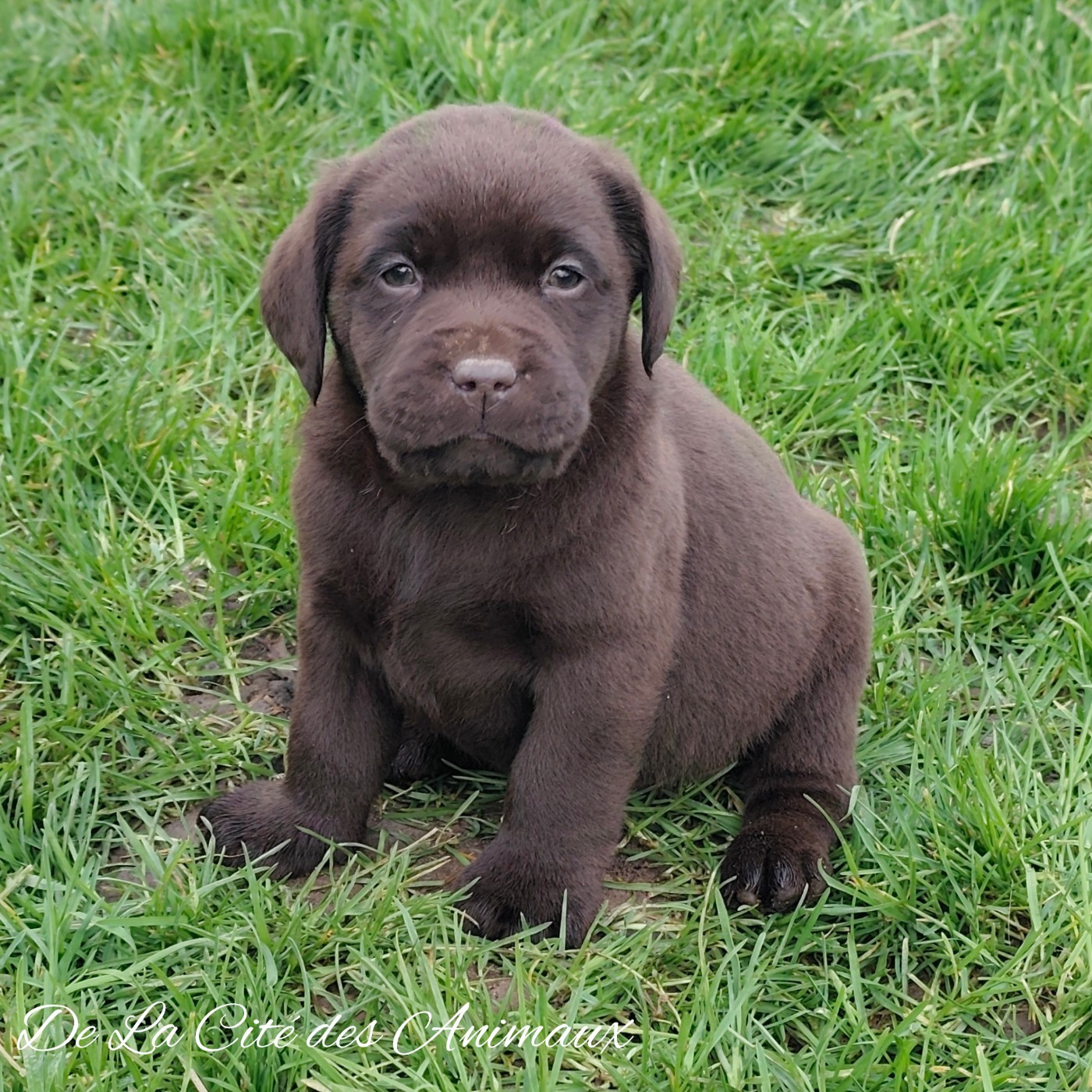 De La Cité Des Animaux - Chiots disponibles - Labrador Retriever