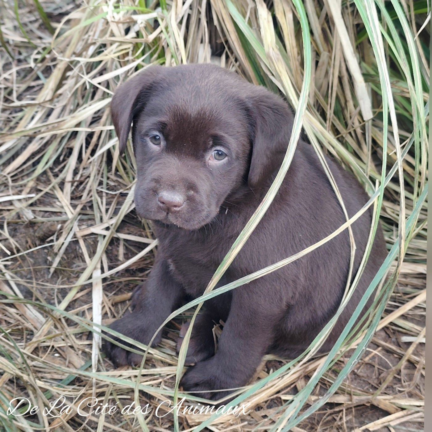 De La Cité Des Animaux - Chiots disponibles - Labrador Retriever