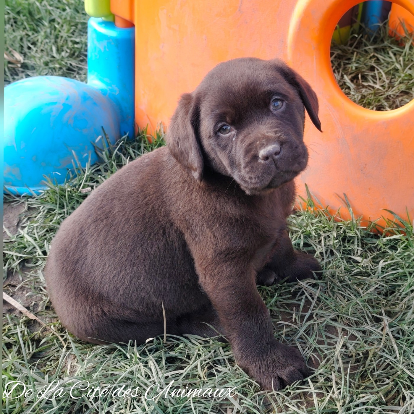 De La Cité Des Animaux - Chiots disponibles - Labrador Retriever