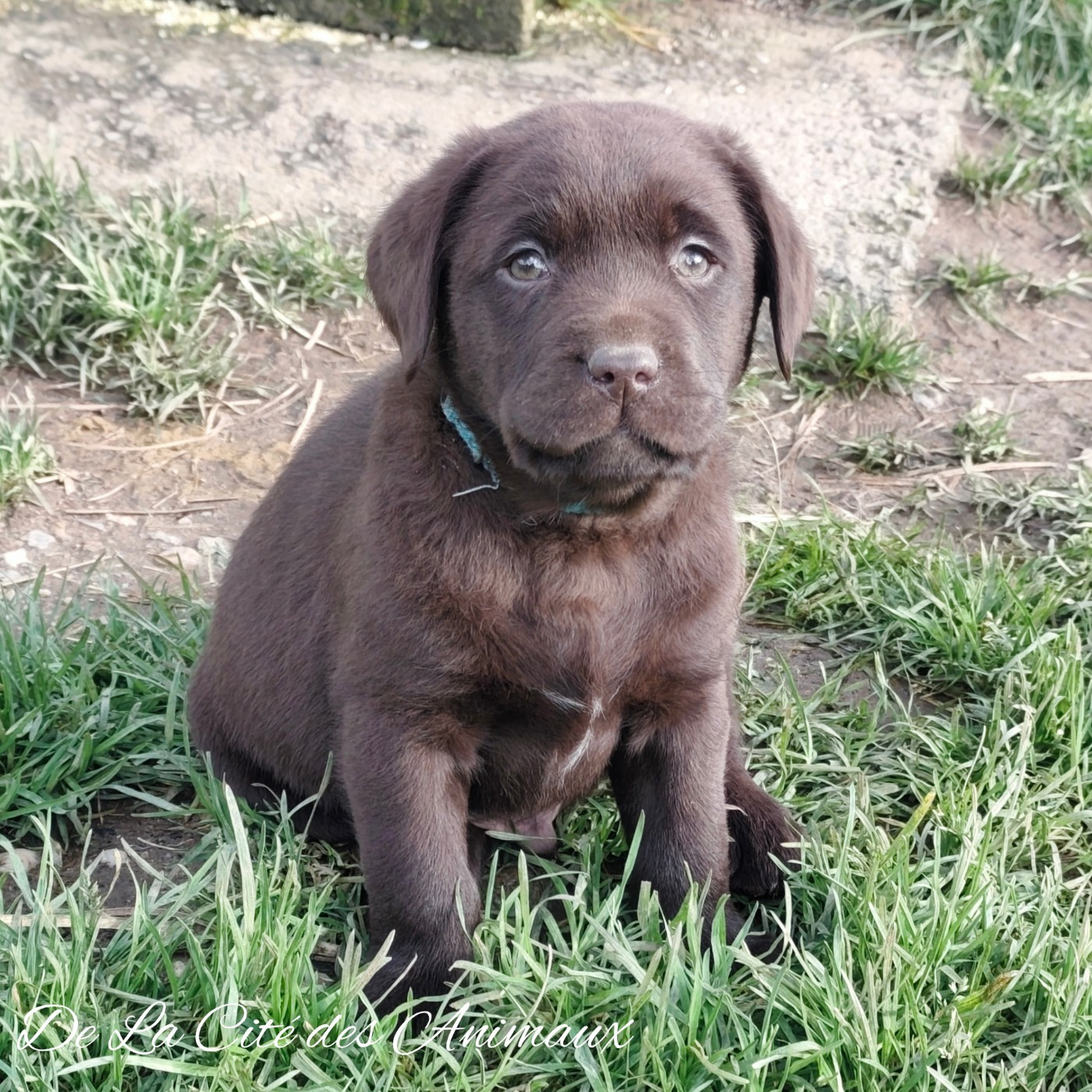 De La Cité Des Animaux - Chiots disponibles - Labrador Retriever