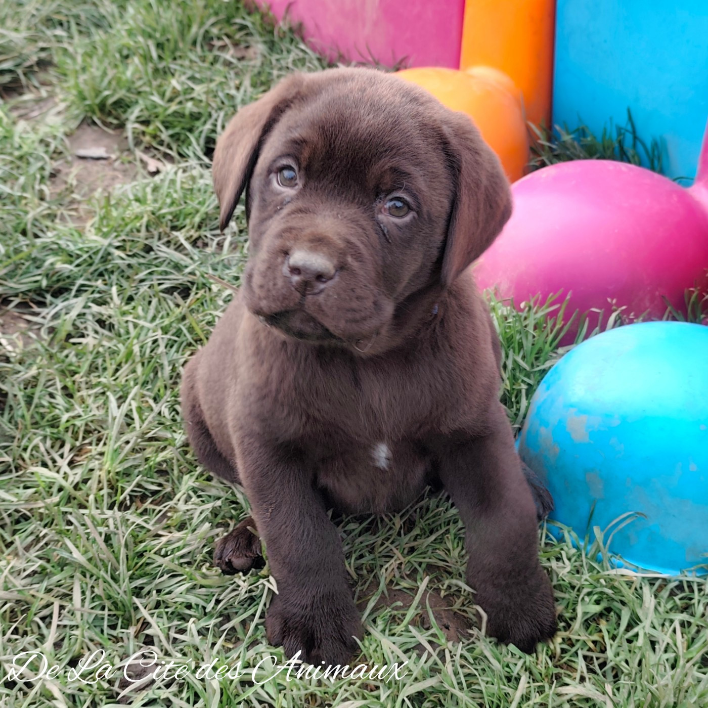 De La Cité Des Animaux - Chiots disponibles - Labrador Retriever