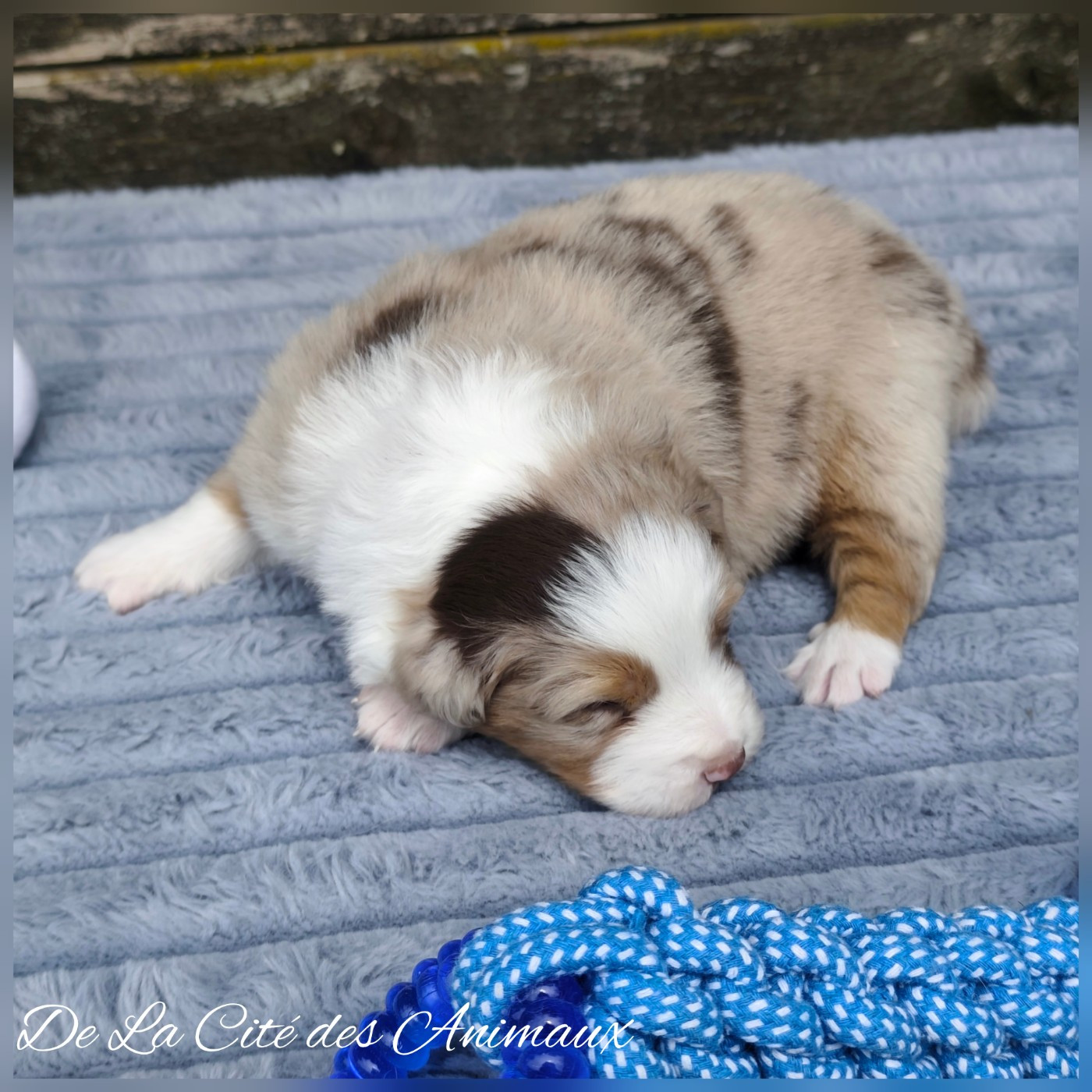 De La Cité Des Animaux - Chiots disponibles - Berger Australien