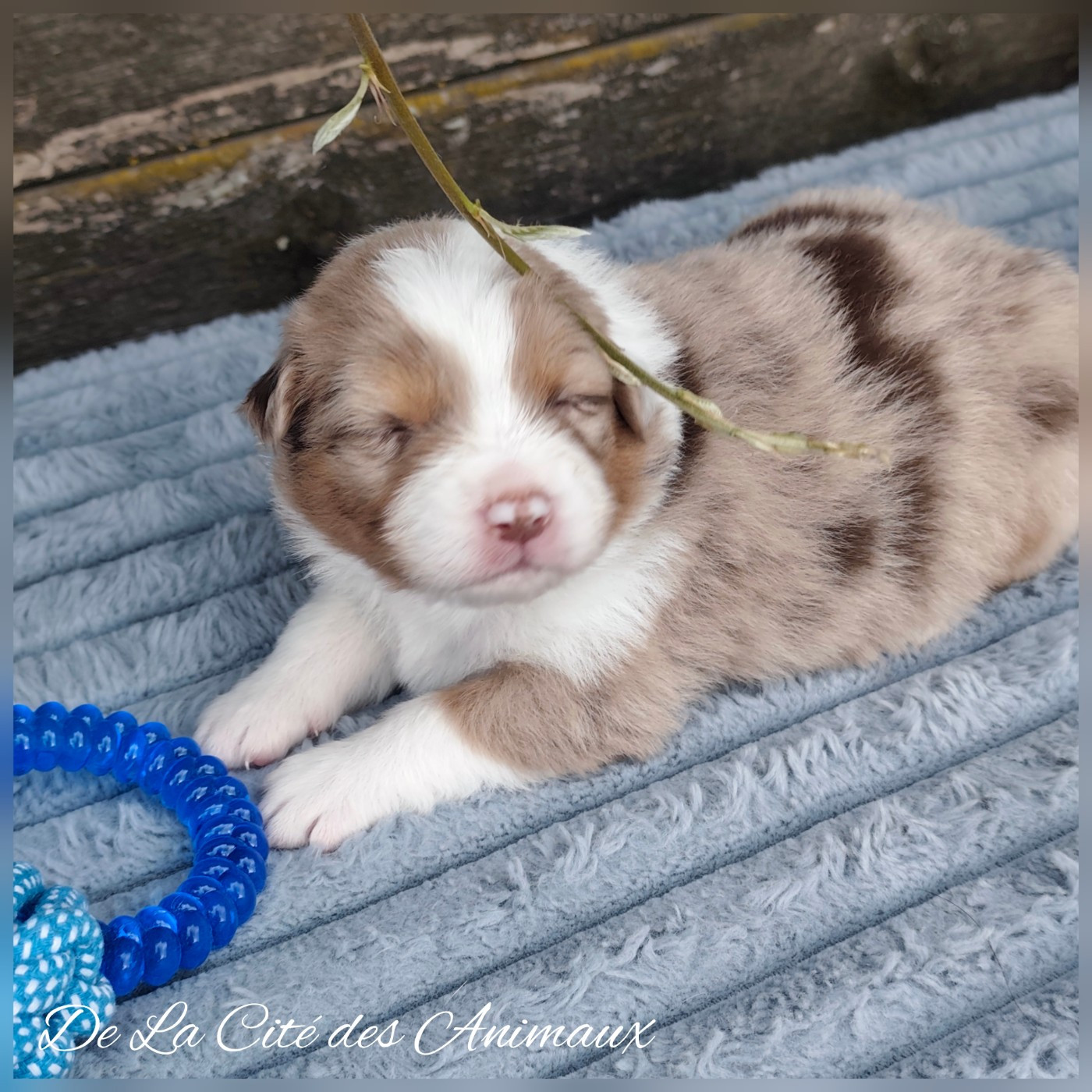 De La Cité Des Animaux - Chiots disponibles - Berger Australien