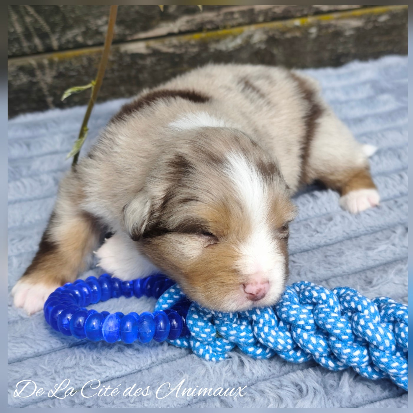 De La Cité Des Animaux - Chiots disponibles - Berger Australien