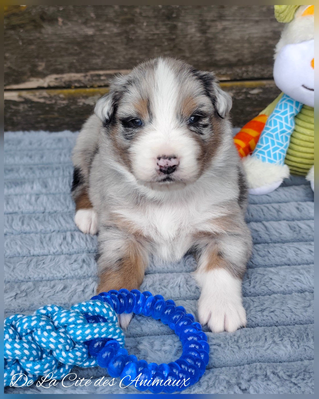 De La Cité Des Animaux - Chiots disponibles - Berger Australien