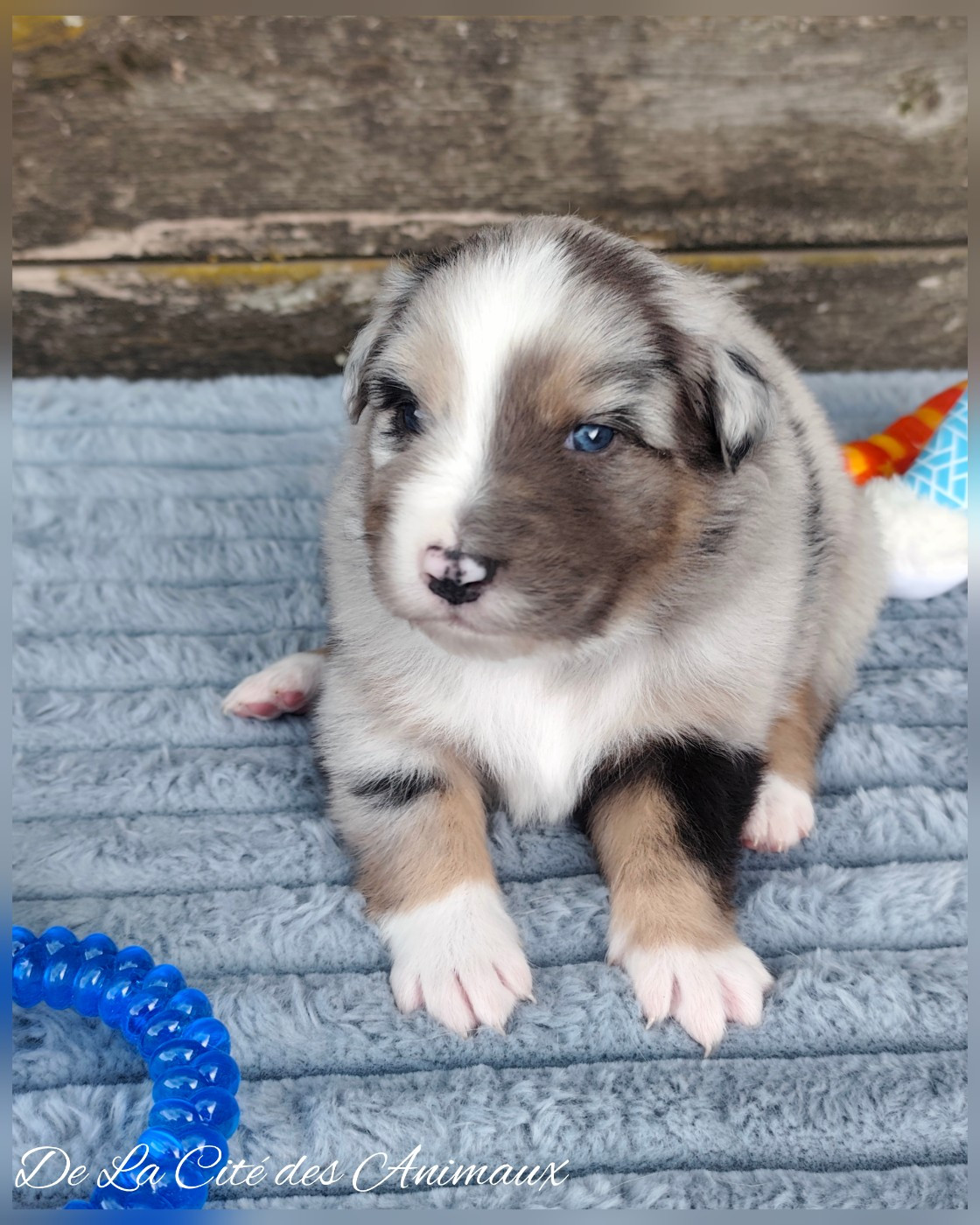 De La Cité Des Animaux - Chiots disponibles - Berger Australien