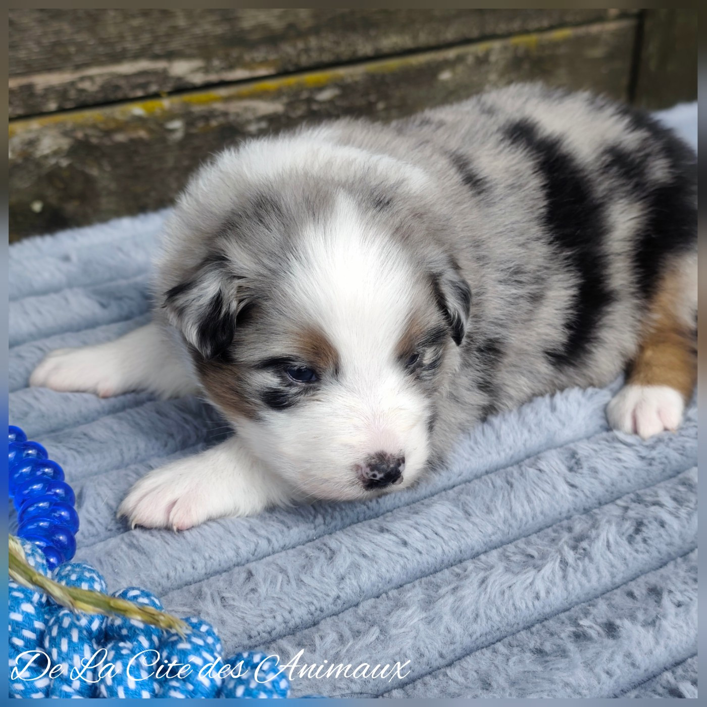 De La Cité Des Animaux - Chiots disponibles - Berger Australien