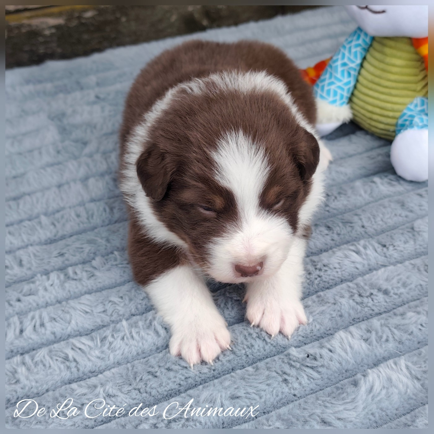 De La Cité Des Animaux - Chiots disponibles - Berger Australien