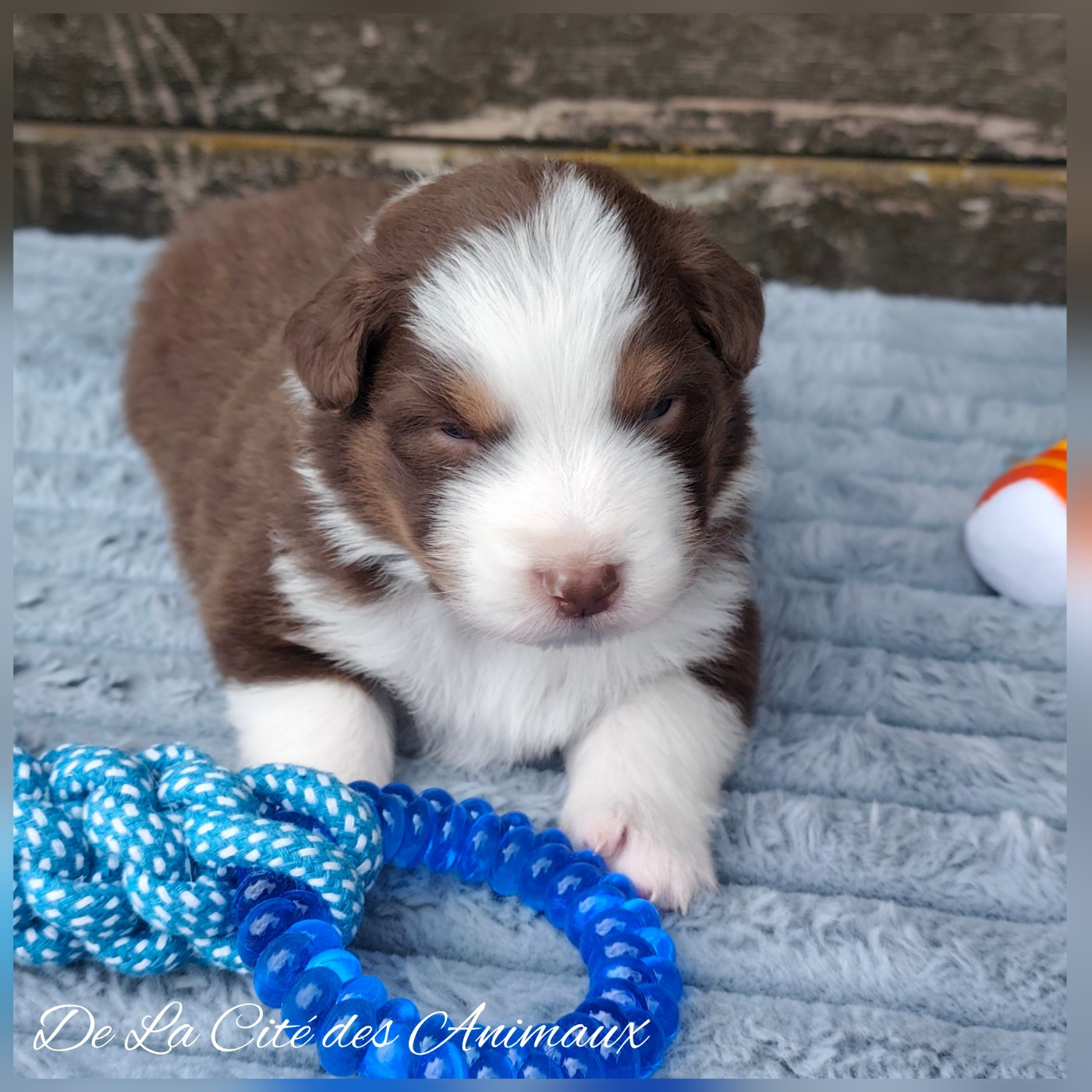 De La Cité Des Animaux - Chiots disponibles - Berger Australien