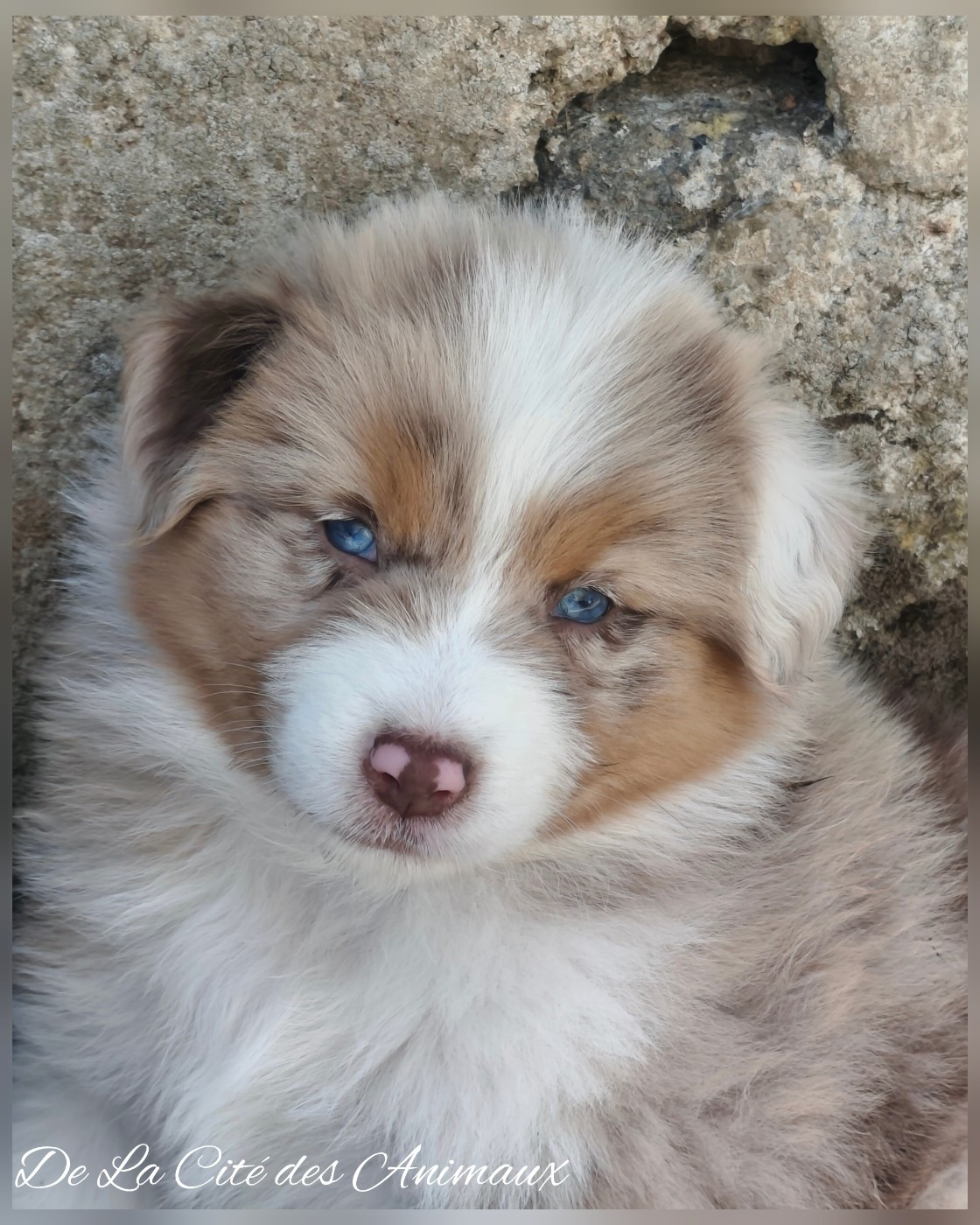De La Cité Des Animaux - Chiots disponibles - Berger Australien