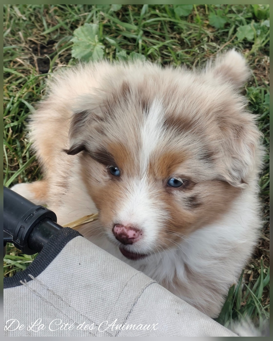 De La Cité Des Animaux - Chiots disponibles - Berger Australien