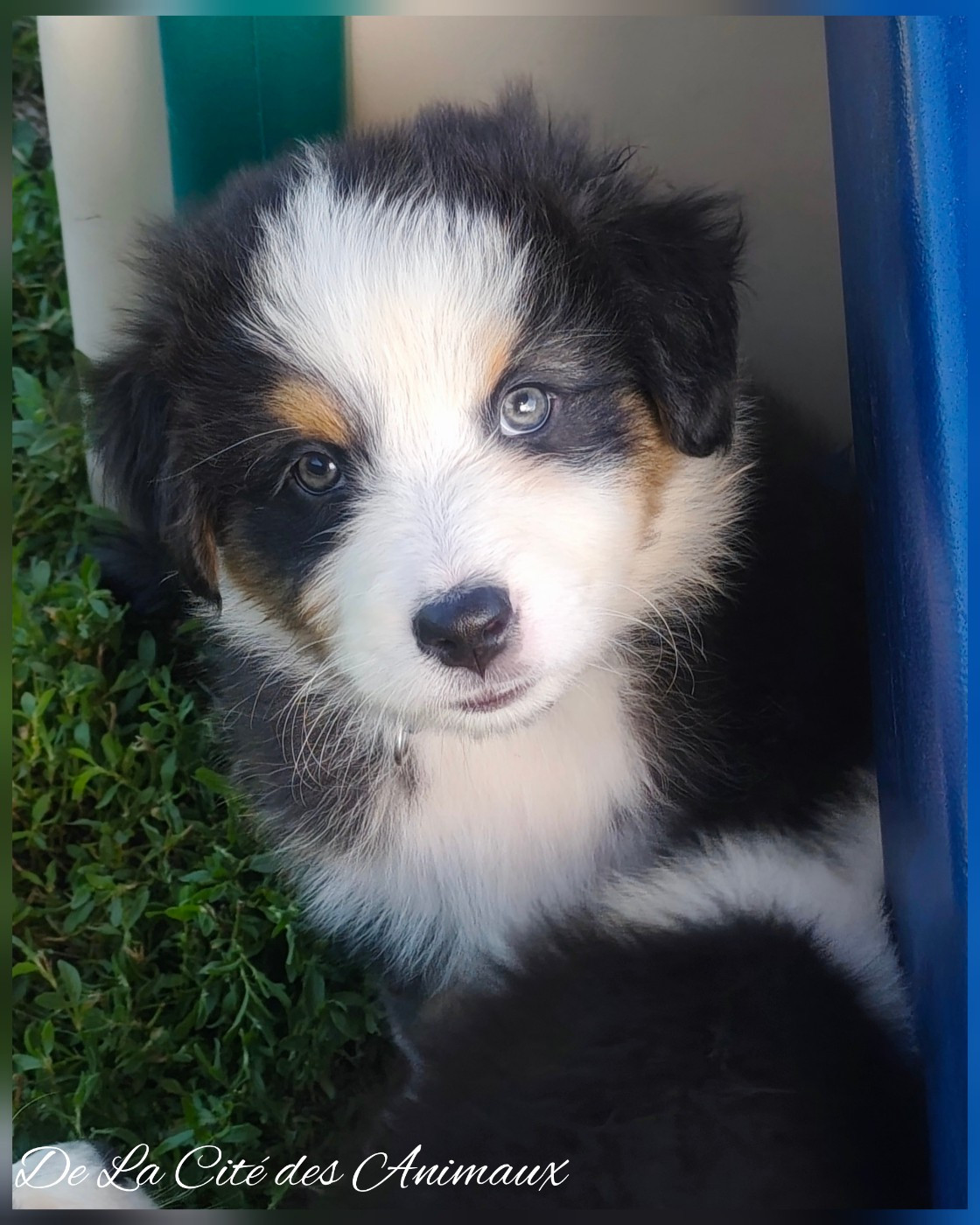 De La Cité Des Animaux - Chiots disponibles - Berger Australien