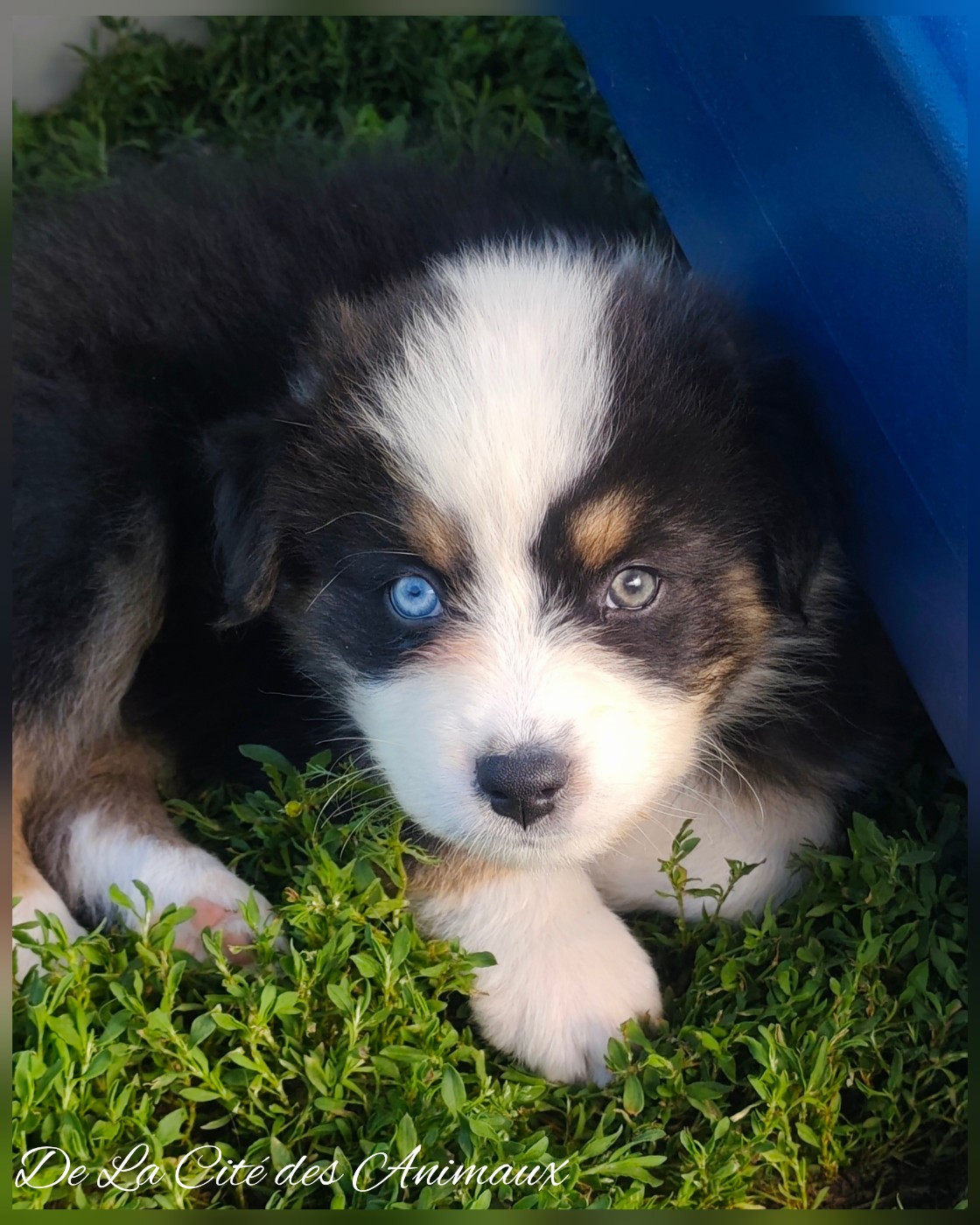 De La Cité Des Animaux - Chiots disponibles - Berger Australien