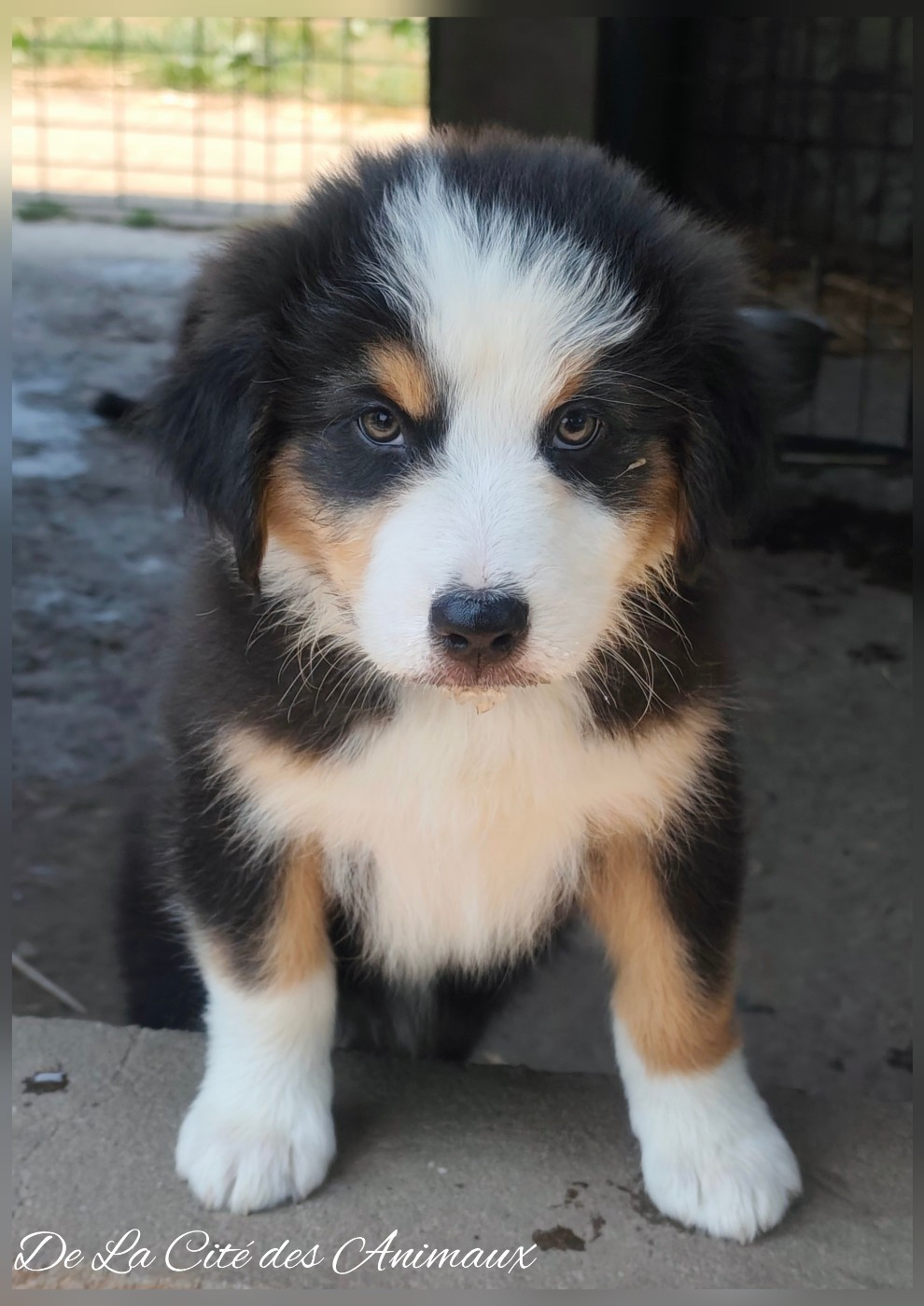 De La Cité Des Animaux - Chiots disponibles - Berger Australien