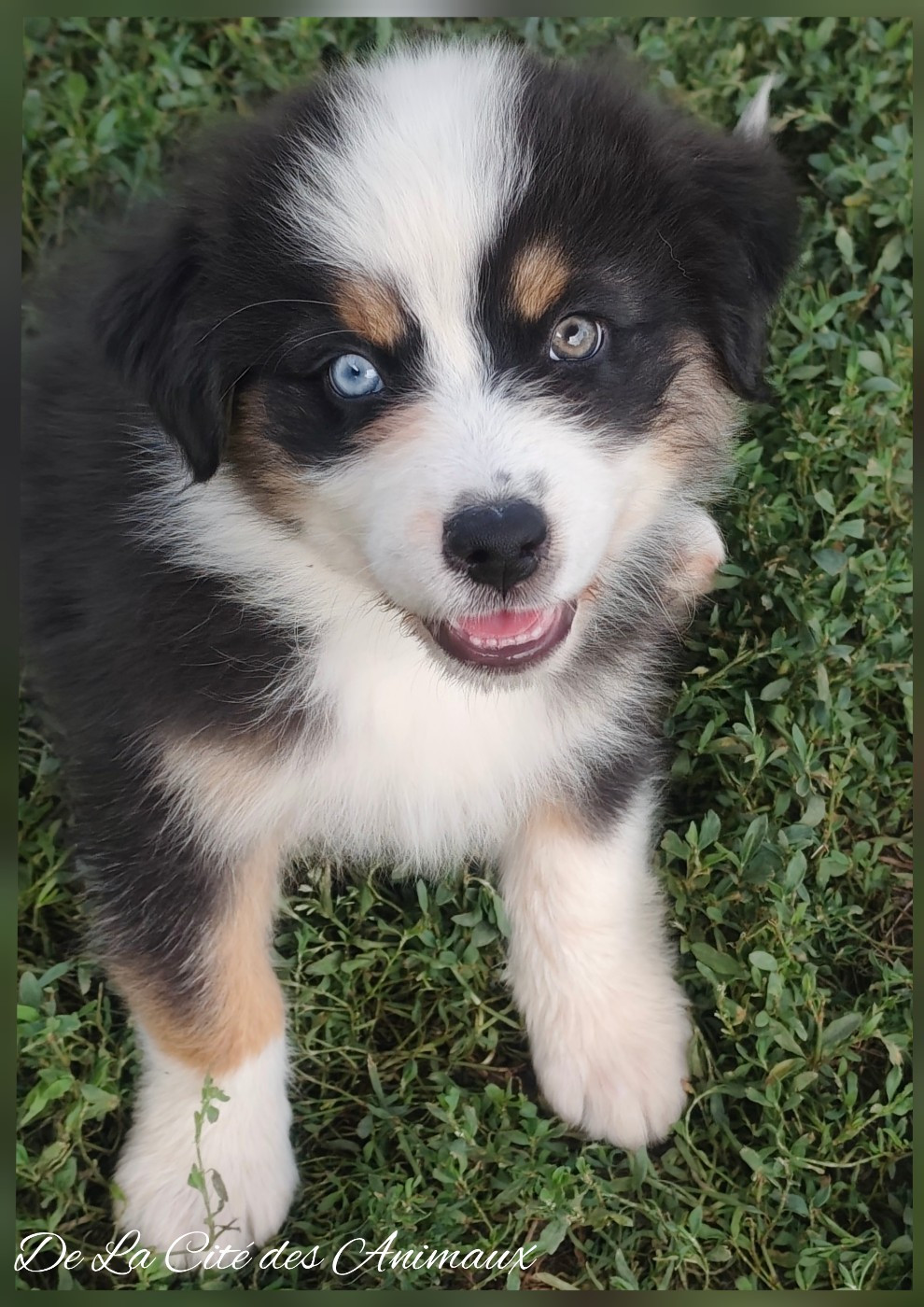 De La Cité Des Animaux - Chiots disponibles - Berger Australien