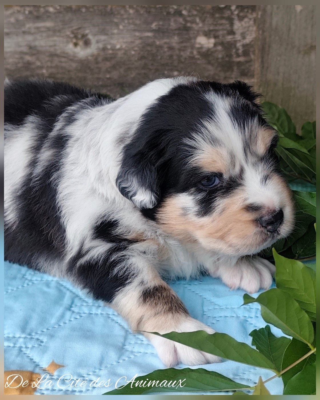 De La Cité Des Animaux - Chiots disponibles - Berger Australien