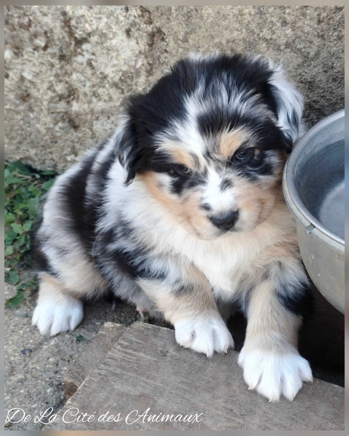 De La Cité Des Animaux - Chiots disponibles - Berger Australien