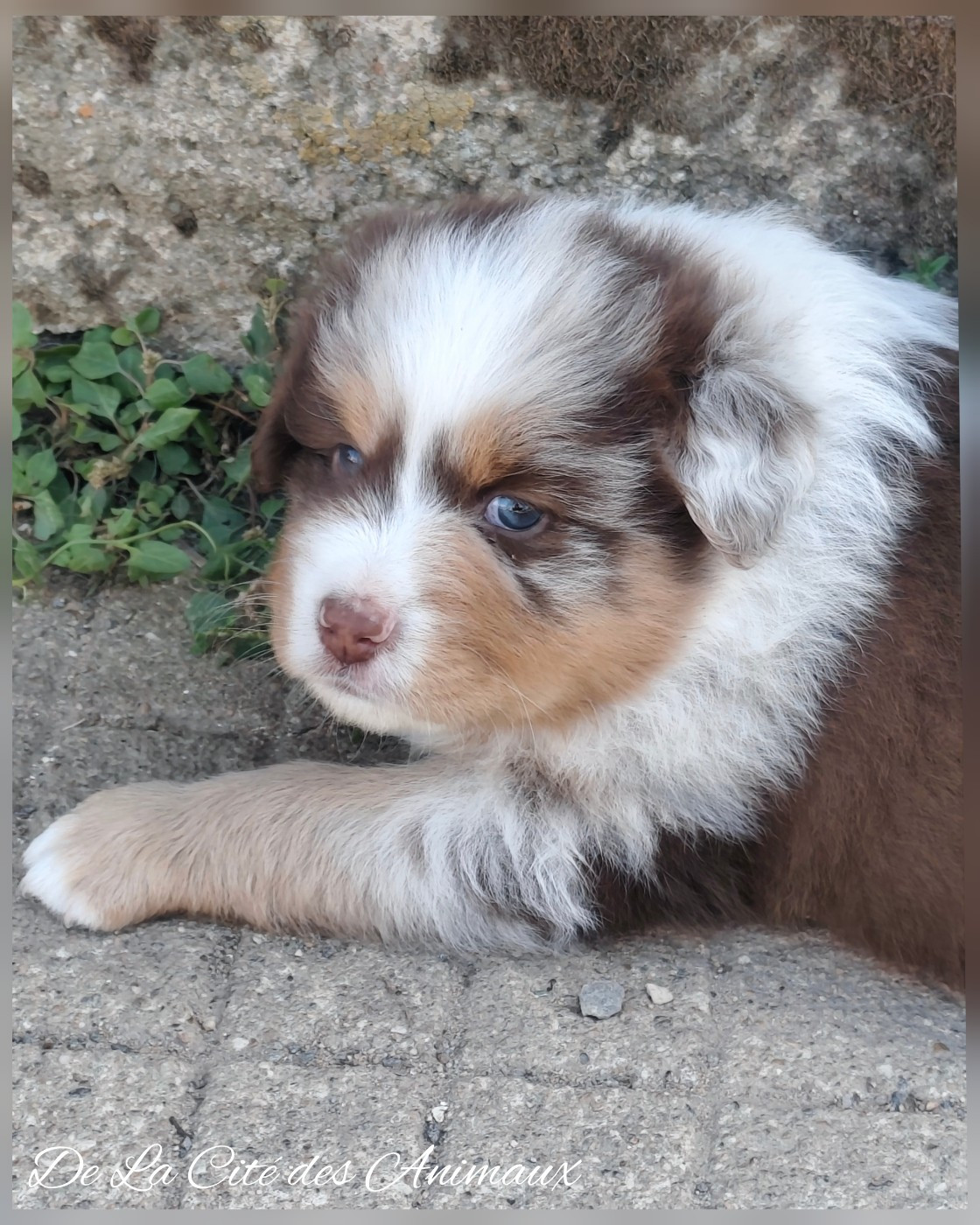 De La Cité Des Animaux - Chiots disponibles - Berger Australien