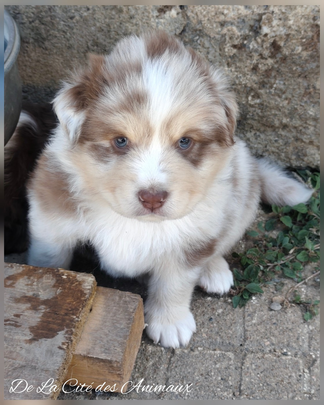 De La Cité Des Animaux - Chiots disponibles - Berger Australien