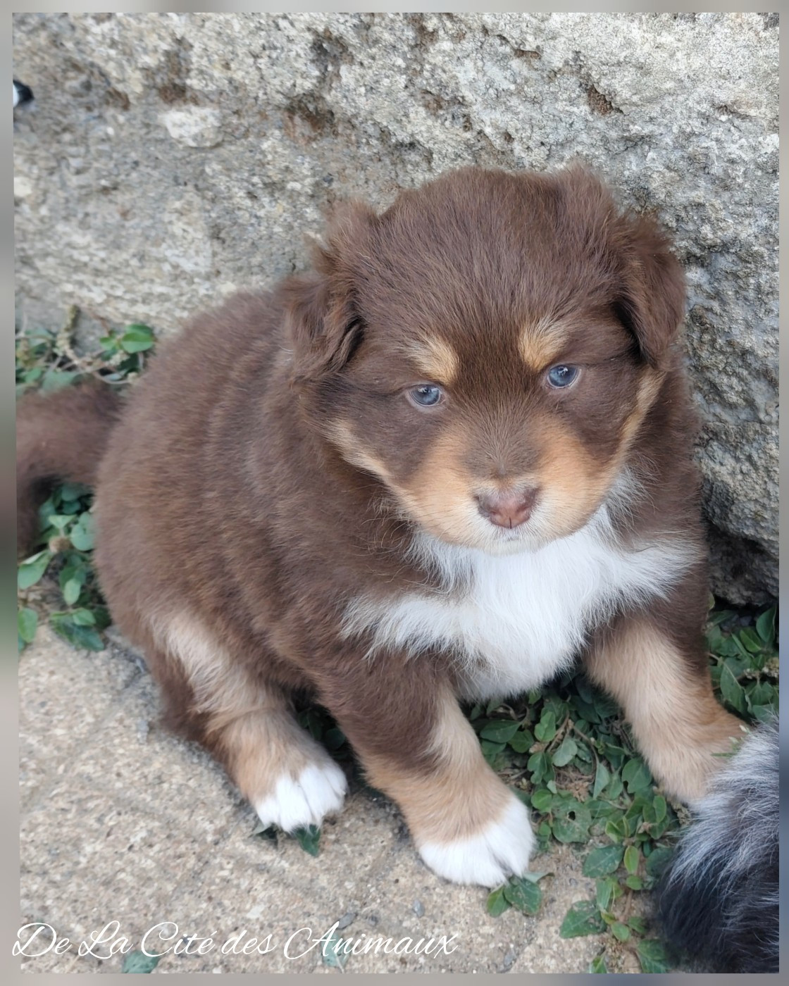 De La Cité Des Animaux - Chiots disponibles - Berger Australien