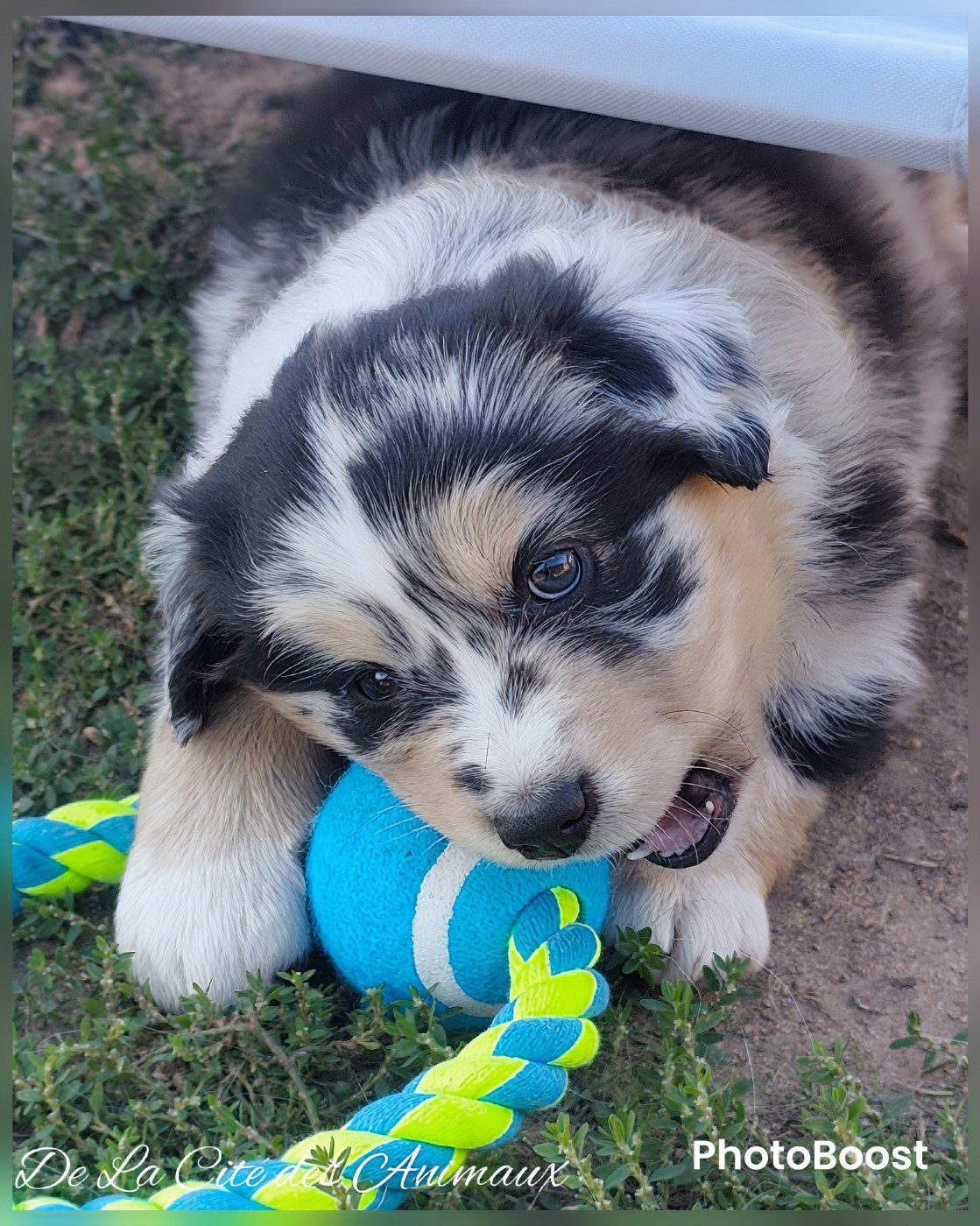 De La Cité Des Animaux - Chiots disponibles - Berger Australien