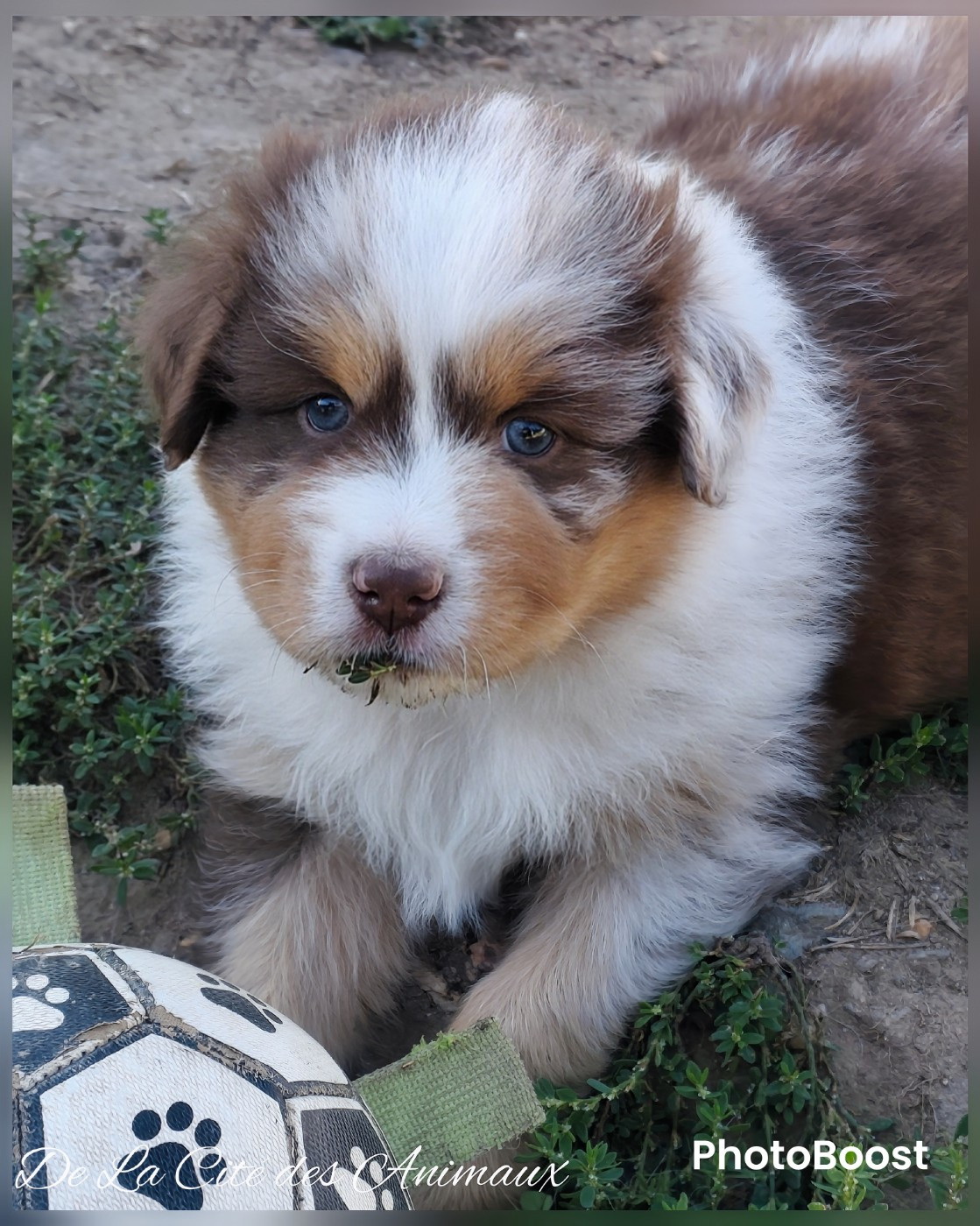 De La Cité Des Animaux - Chiots disponibles - Berger Australien