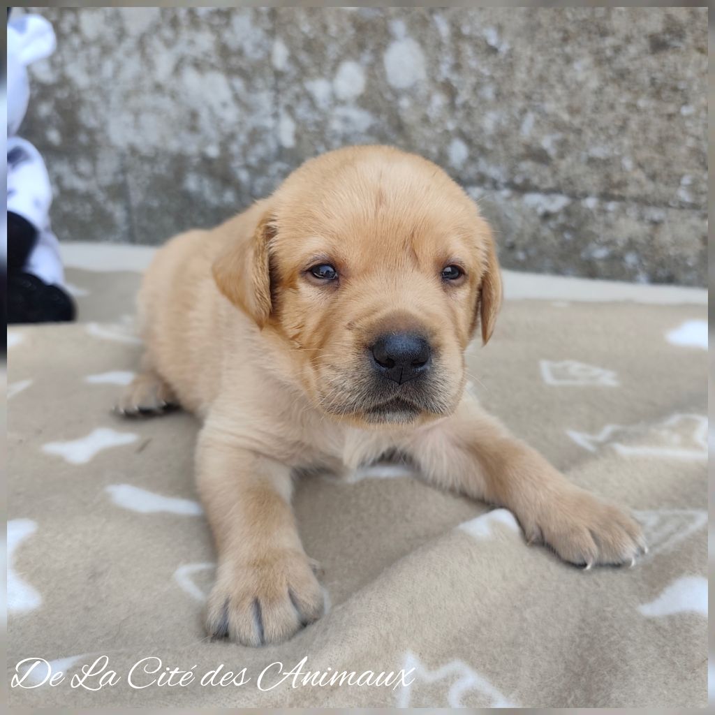 De La Cité Des Animaux - Chiots disponibles - Labrador Retriever