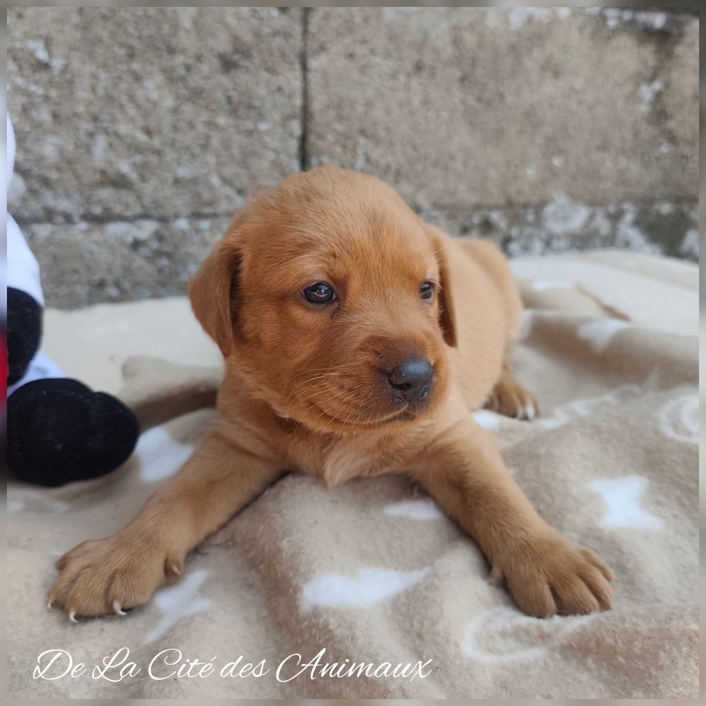 De La Cité Des Animaux - Chiots disponibles - Labrador Retriever