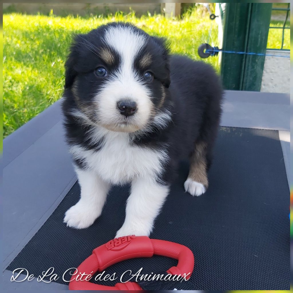 De La Cité Des Animaux - Chiots disponibles - Berger Australien